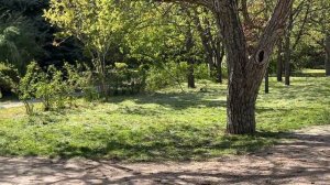 💚Самый красивый парк Симферополя?  КФУ. Ботанический