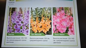 Новые сорта гладиолусов. Посадка и выращивание гладио