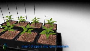 Гидропоника: капельный полив. Hydroponic System