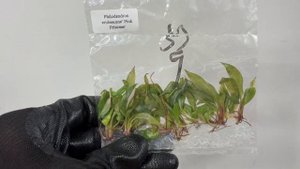 Клоны растений из Китая. Обзор №11 - магазин “Plants Bel House?