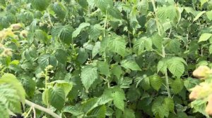 Малина Южная