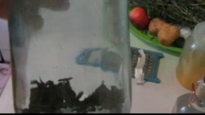 Как сделать настойку прополиса на водке