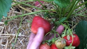 МАДАМ МУТО. Королевская ягода