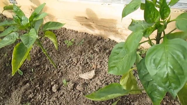 Формирование сладкого перца смотреть онлайн