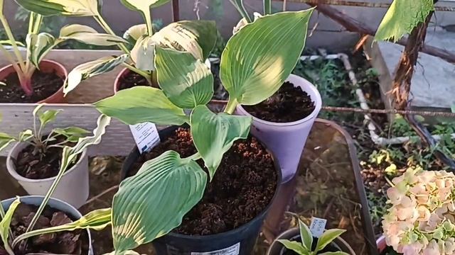 Хосты сорта Beautiful hope, Neon Star, long tail lights. смотреть онлайн