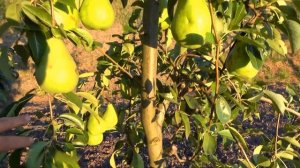 Груша ДЕЛЬВИМОР - отличный сорт для рынка