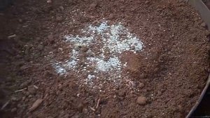 О малине РЕМОНТАНТНОЙ  Осенняя посадка