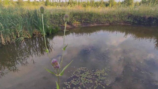 Садовый пруд на участке, даче своими руками для развед смотреть онлайн