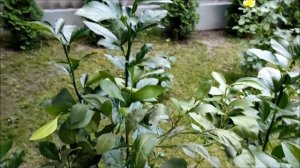 Отрос подвой на привитом цитрусе. Последствия.