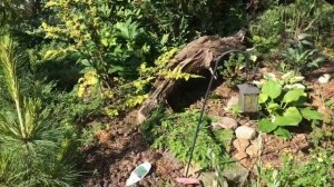 21.06.25 Хвойный Сад Надежды ч4