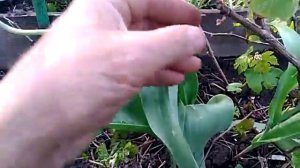 Виноград Краса Севера.