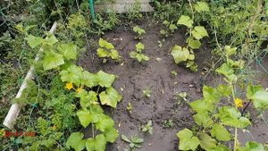 Почему огурцы скидывают завязь