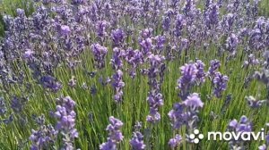 #лаванда Лавандовая ферма 2025