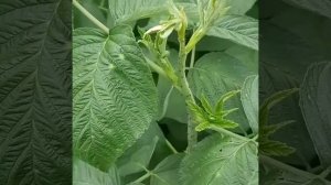 Июньская прищипка ремонтантной малины |Лето 2020