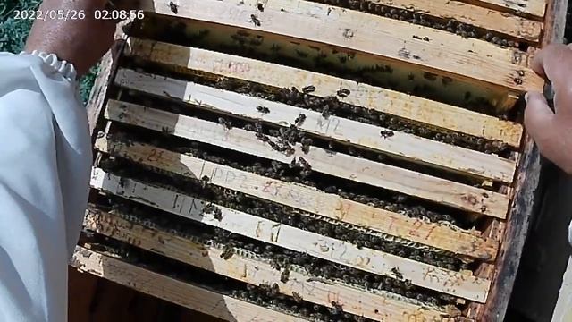 07.06.2023 г. Делаю отводок на маточник. смотреть онлайн