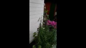 видеокаруселька 25-3