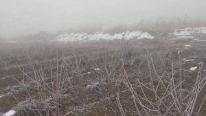 маточник ВСЛ 2