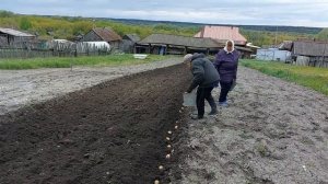 Эксклюзив! Посадка картофеля лошадью! Жизнь в деревне!