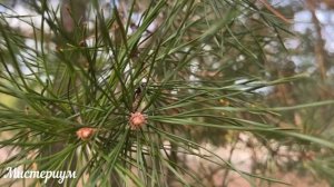 Лунный календарь стрижки ногтей на ДЕКАБРЬ 2022. Благоп?