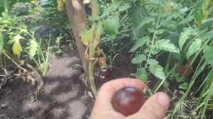 ТОМАТ, ГОЛУБАЯ ЛАГУНА !