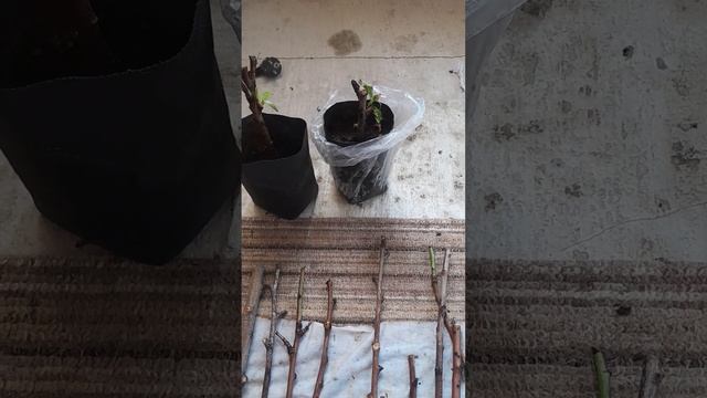 Укоренение черенков персика методом буррито 🌯 смотреть онлайн