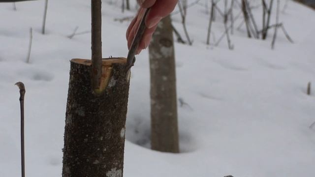 Как можно улучшить рябину. смотреть онлайн