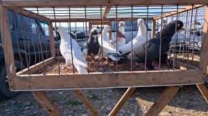 Голуби цены Птичий рынок г Пятигорск