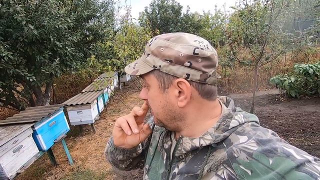 ✅ Горсть пчел КАК ЗИМОВАТЬ и спасти матку! #пчеловодст смотреть онлайн