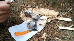Распаковка посылки с саженцами из питомника Сады Урал