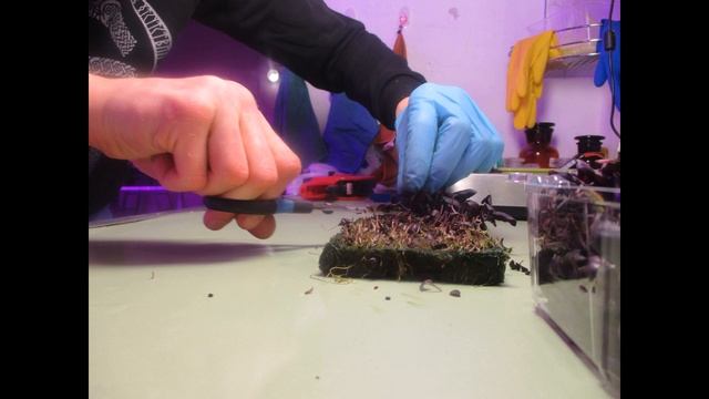 Выращивание на ситиферме. МИКРОЗЕЛЕНЬ базилик «Рубин? смотреть онлайн