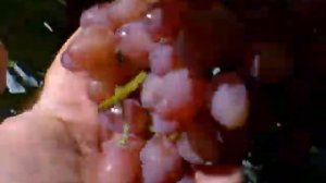 ВИНОГРАД ВИКТОРИЯ