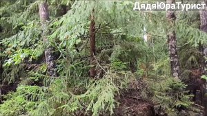 Грибов лисичек много,белых мало.#лес #грибы #лисички