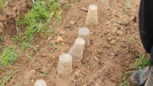 Моя теплица рухнула?!, или Начало посадок в теплице.