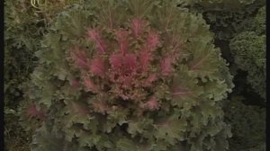 Общая биология. Гибридизация в селекции растений