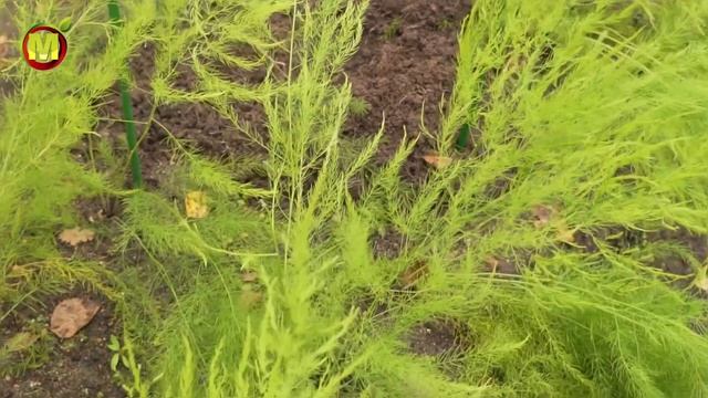 Как НУЖНО выращивать спаржу. НАШ МЕТОД ПОСАДКИ СПАРЖИ