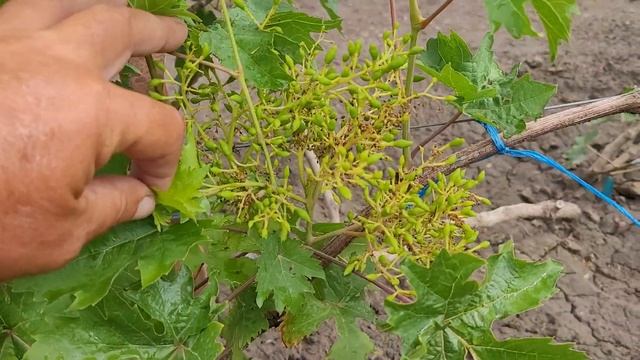 ВИНОГРАДНИК НА 16.06.2025г после двух весенних заморозков. смотреть онлайн