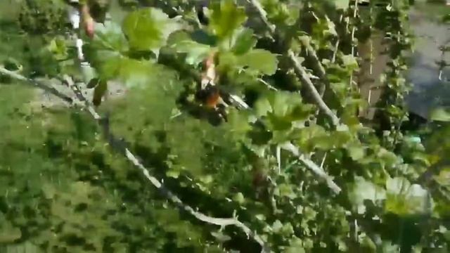 Весна в Беларуской деревне. Цветущий сад. Прилетели аи смотреть онлайн