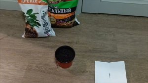 Как вырастить табак дома? Часть 1. Посадка