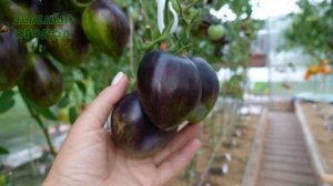 Томат ВОССТАВШИЙ ЗВЁЗДНЫЙ ИСТРЕБИТЕЛЬ VT-16. Обзор сорт?