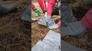 Посадка супер ивы в Саду Чудес