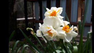 Моя весенняя клумба: тюльпаны, нарциссы, арабис, незаб?