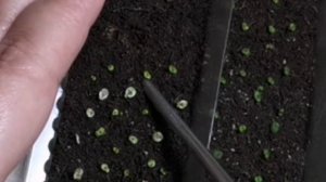 Посев и последующая пикировка саженцев фиалки 🌱 Селе