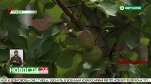 Сам себе садовод