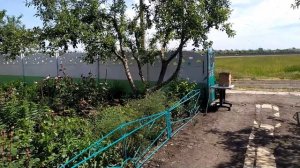 Ловля пчелиного РОЯ /В селе у СВЕКРУНЬКИ !👍