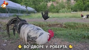 Содержание кур в домашних условиях и других птиц во дворе у Роберта 🐣🐤🦆🐔🪿🦃 (218)