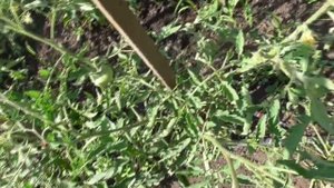 Формирую томаты в открытом грунте. Ольга Чернова.