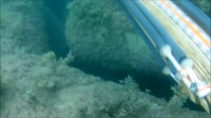 Подводная охота на Чёрном море. Скат хвостокол.