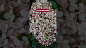 12 СОРТОВ древовидной гортензии: начало цветения 🌸😍?