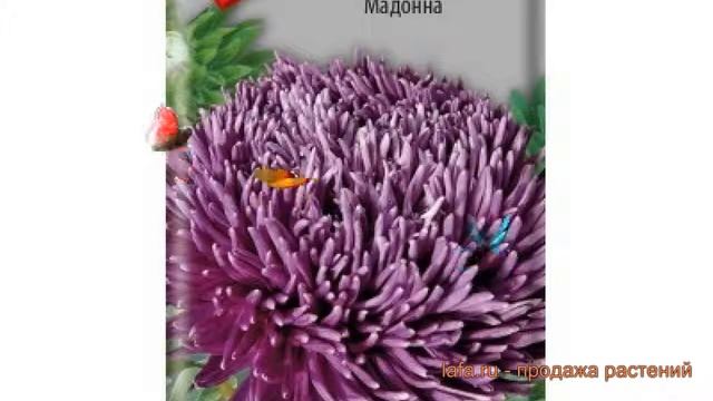 Астра обыкновенный Мадонна (madonna) 🌿 астра Мадонна обз? смотреть онлайн