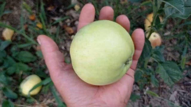 Яблоня Белый налив смотреть онлайн